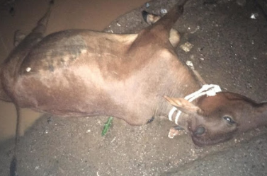 Cattle die due to bomb grip